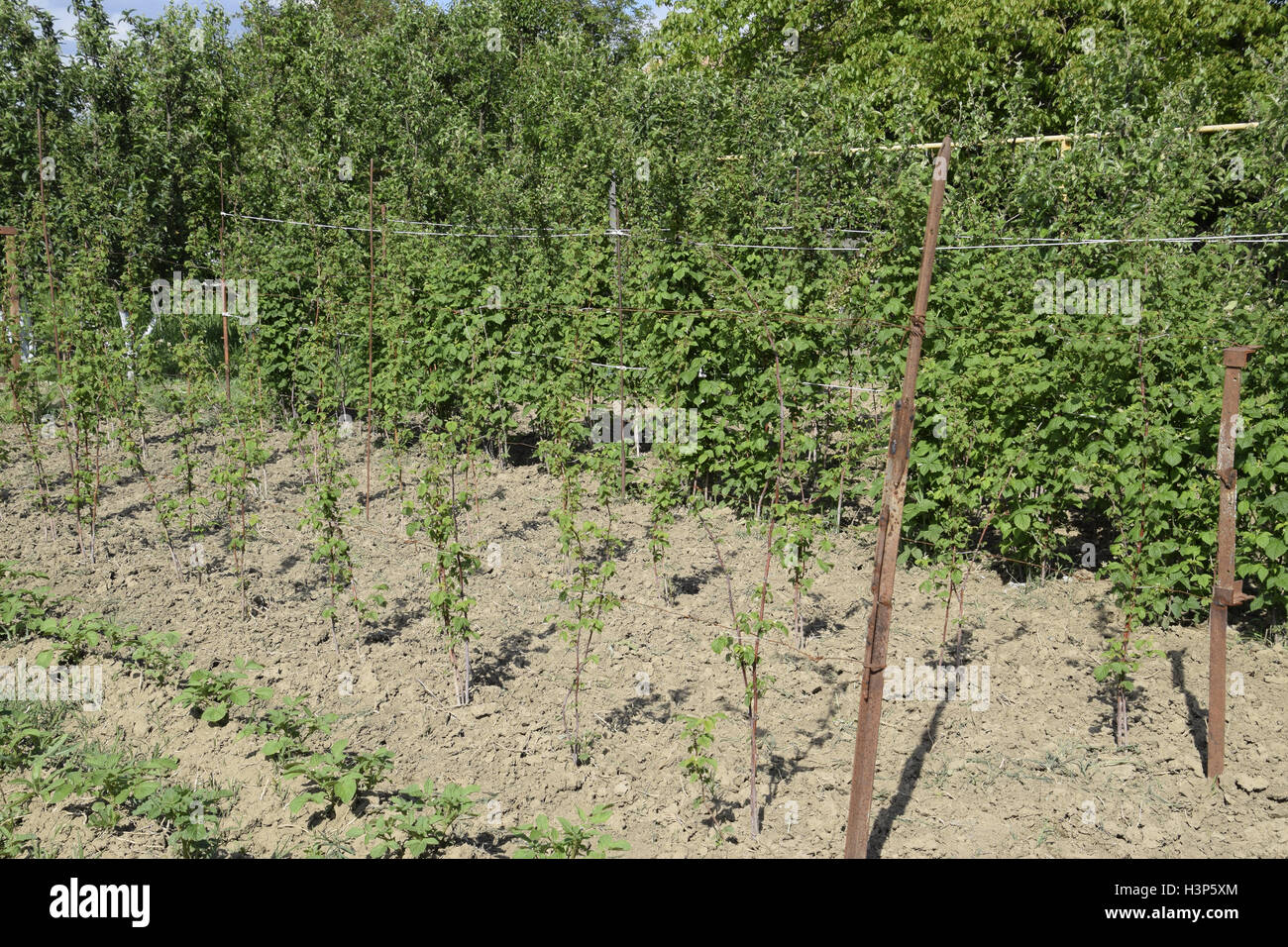 I letti di lamponi. Gli steli di lamponi su un traliccio Squirting. Lamponi crescente nel giardino. Foto Stock