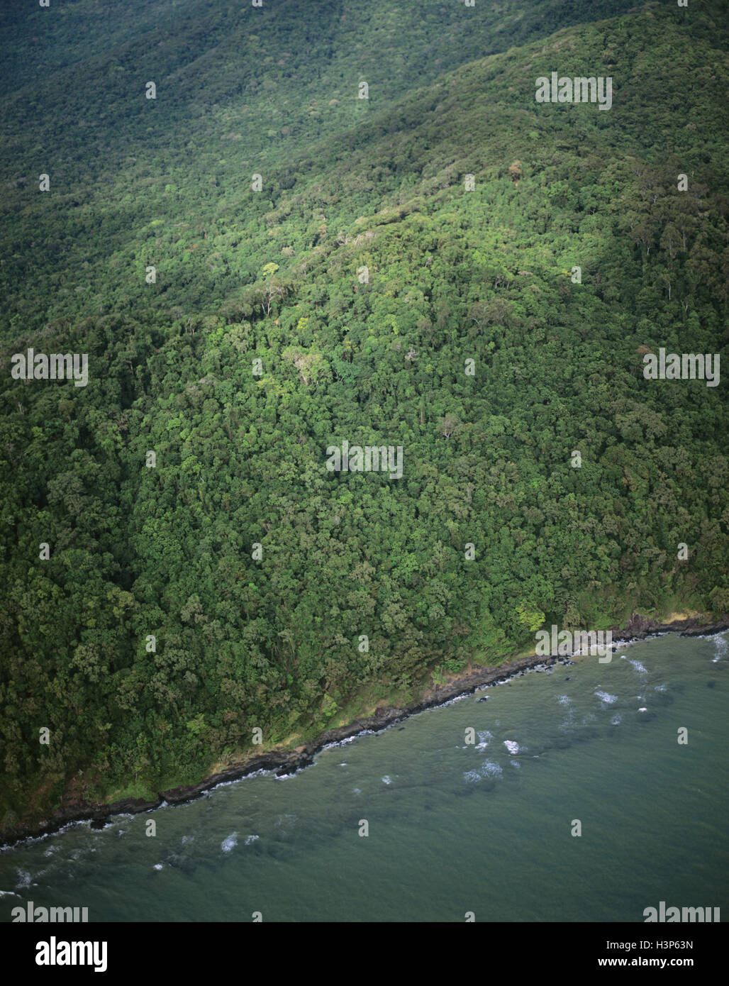 La foresta pluviale tropicale vicino a Cape Tribulation, Foto Stock