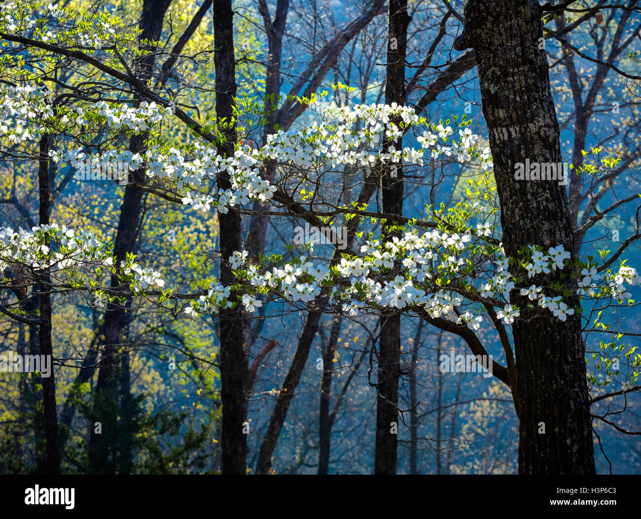 Devil's Den parco statale, AR: rami retroilluminato di fioritura sanguinello nella foresta di primavera Foto Stock