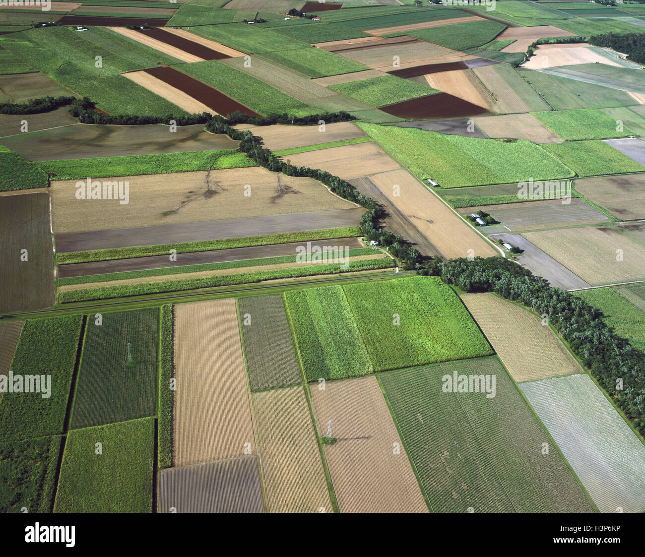 Canefields vicino a Cairns, Foto Stock
