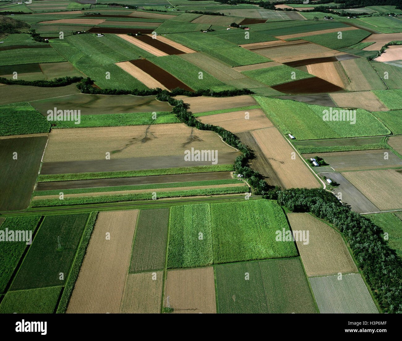 Canefields vicino a Cairns, Foto Stock