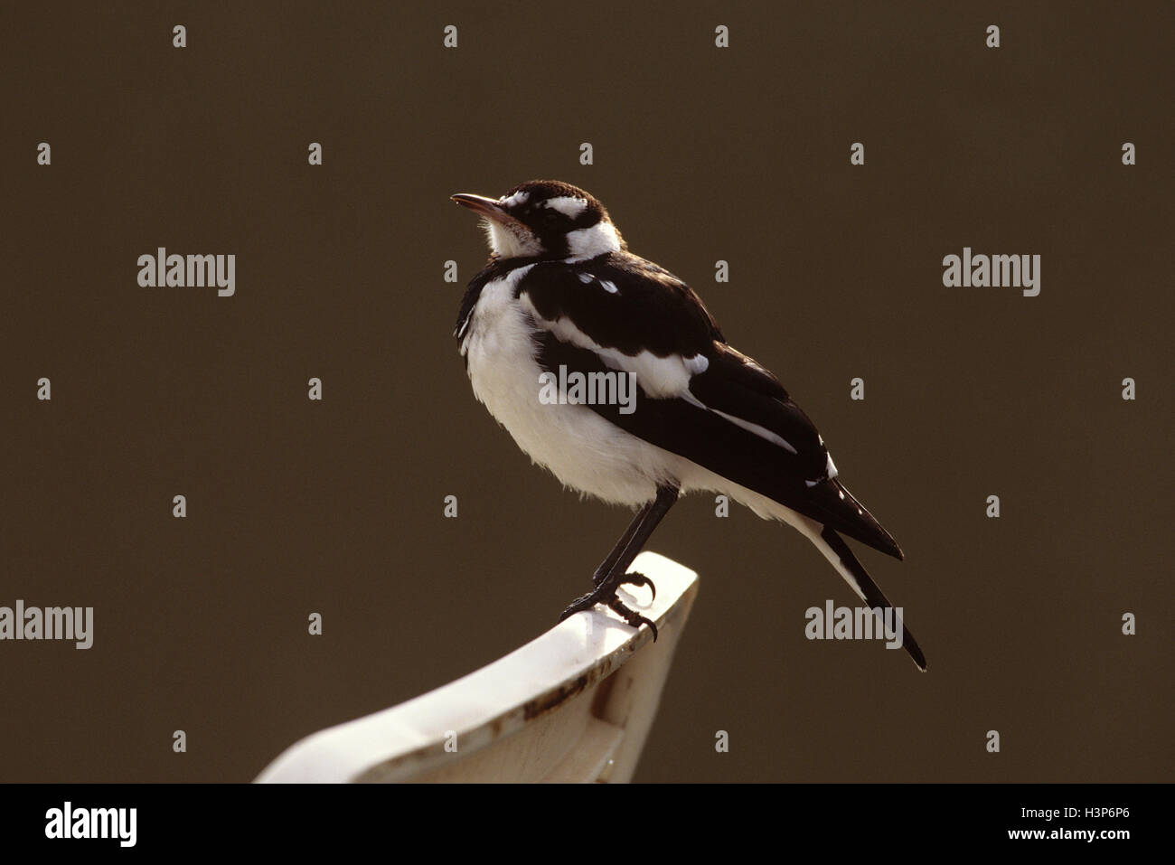 Gazza-lark (Grallina cyanoleuca) Foto Stock