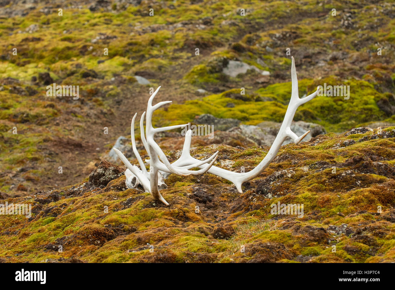 La renna palchi, Svalbard, Norvegia Foto Stock
