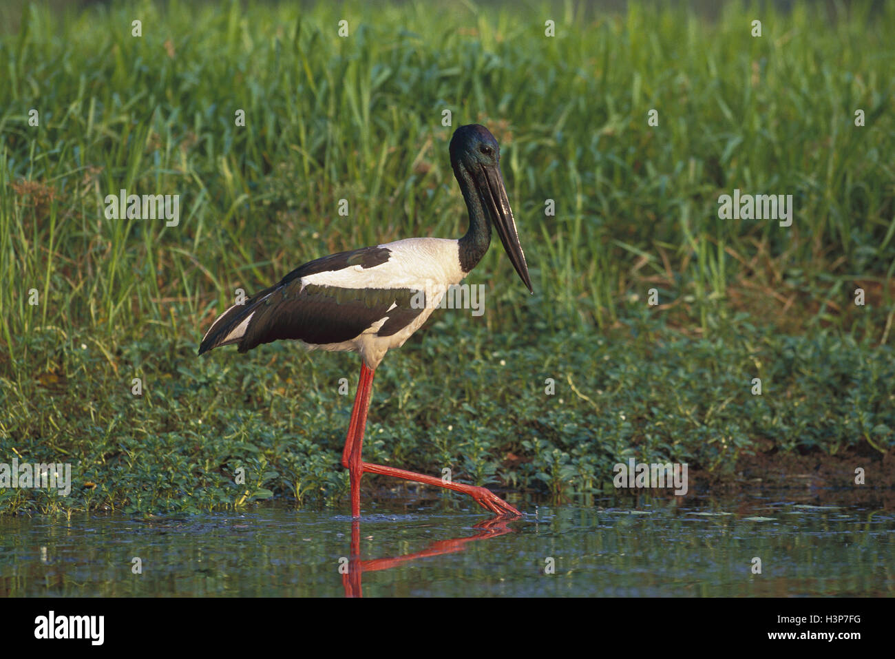 Nero-colli (Stork Ephippiorhynchus asiaticus) Foto Stock