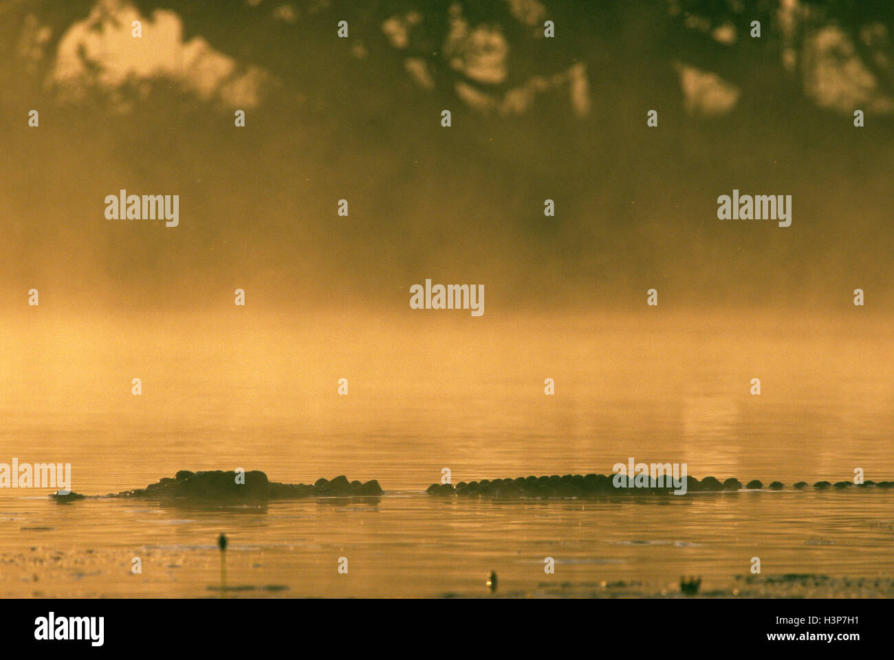 Coccodrillo di estuario (Crocodylus porosus) Foto Stock