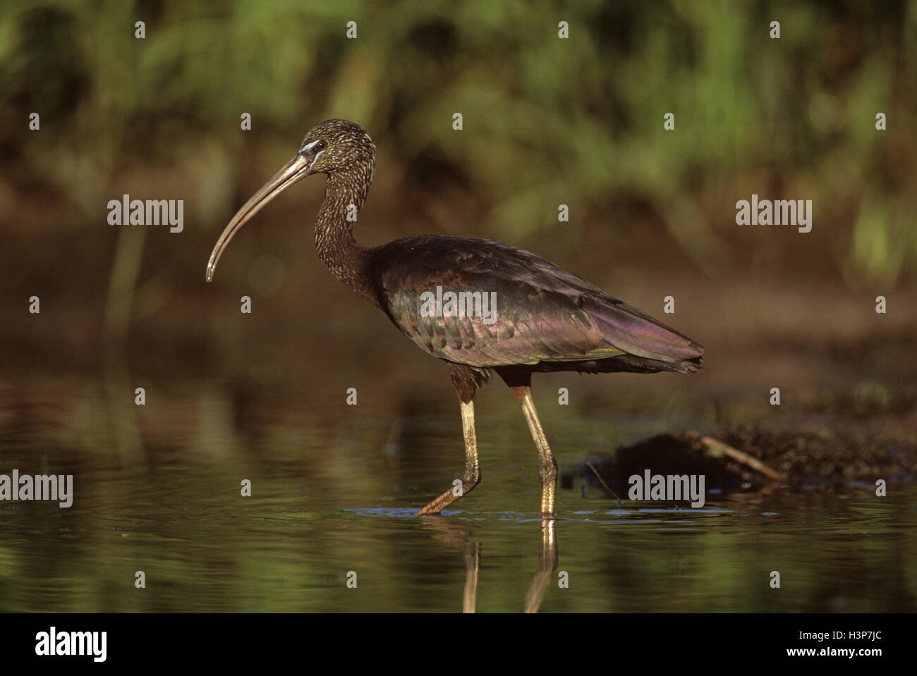 Ibis lucido (Plegadis falcinellus) Foto Stock