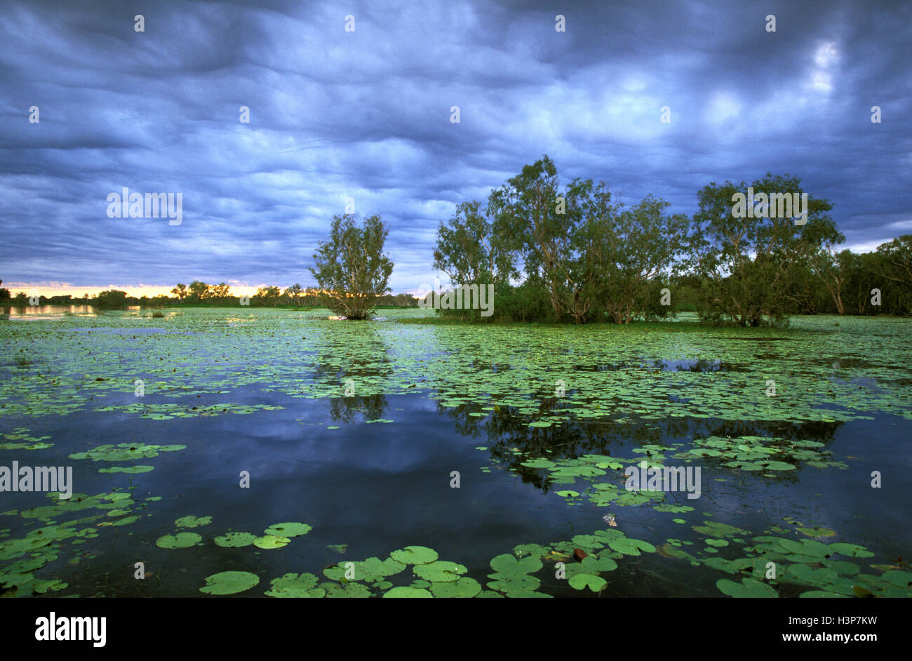 Acqua gialla paperbark palude (melaleuca spp.) Foto Stock