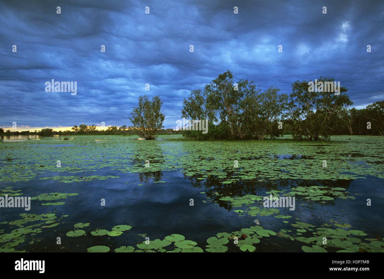Acqua gialla paperbark palude (melaleuca spp.) Foto Stock