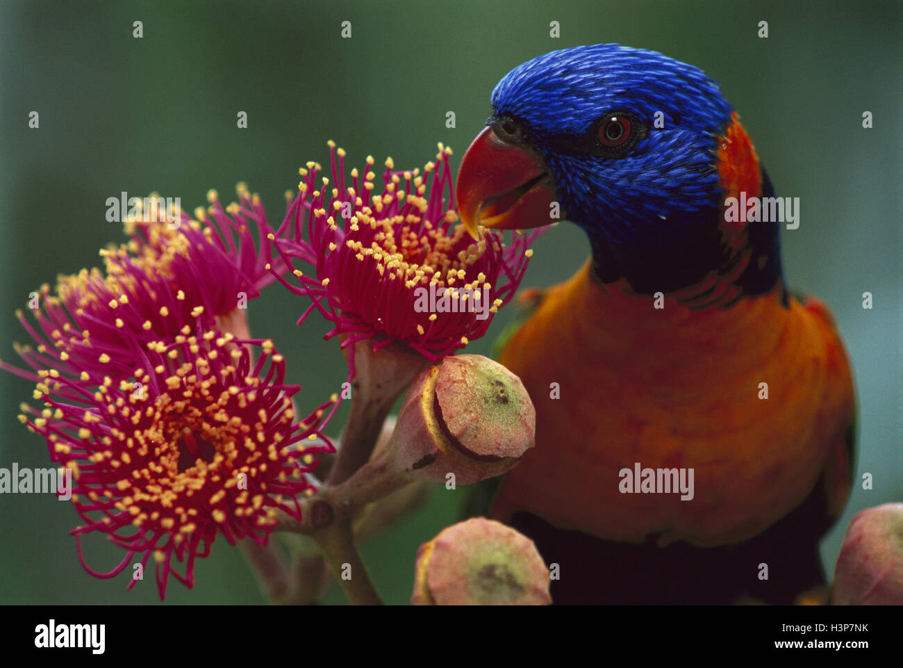 Rosso-collare (lorikeet Trichoglossus rubritorquis) Foto Stock