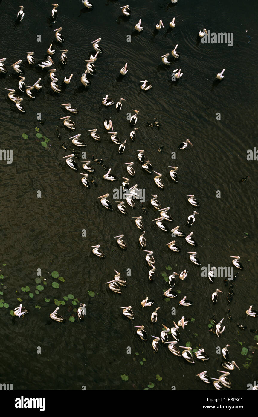 Australian pellicani (Pelecanus conspicillatus) Foto Stock