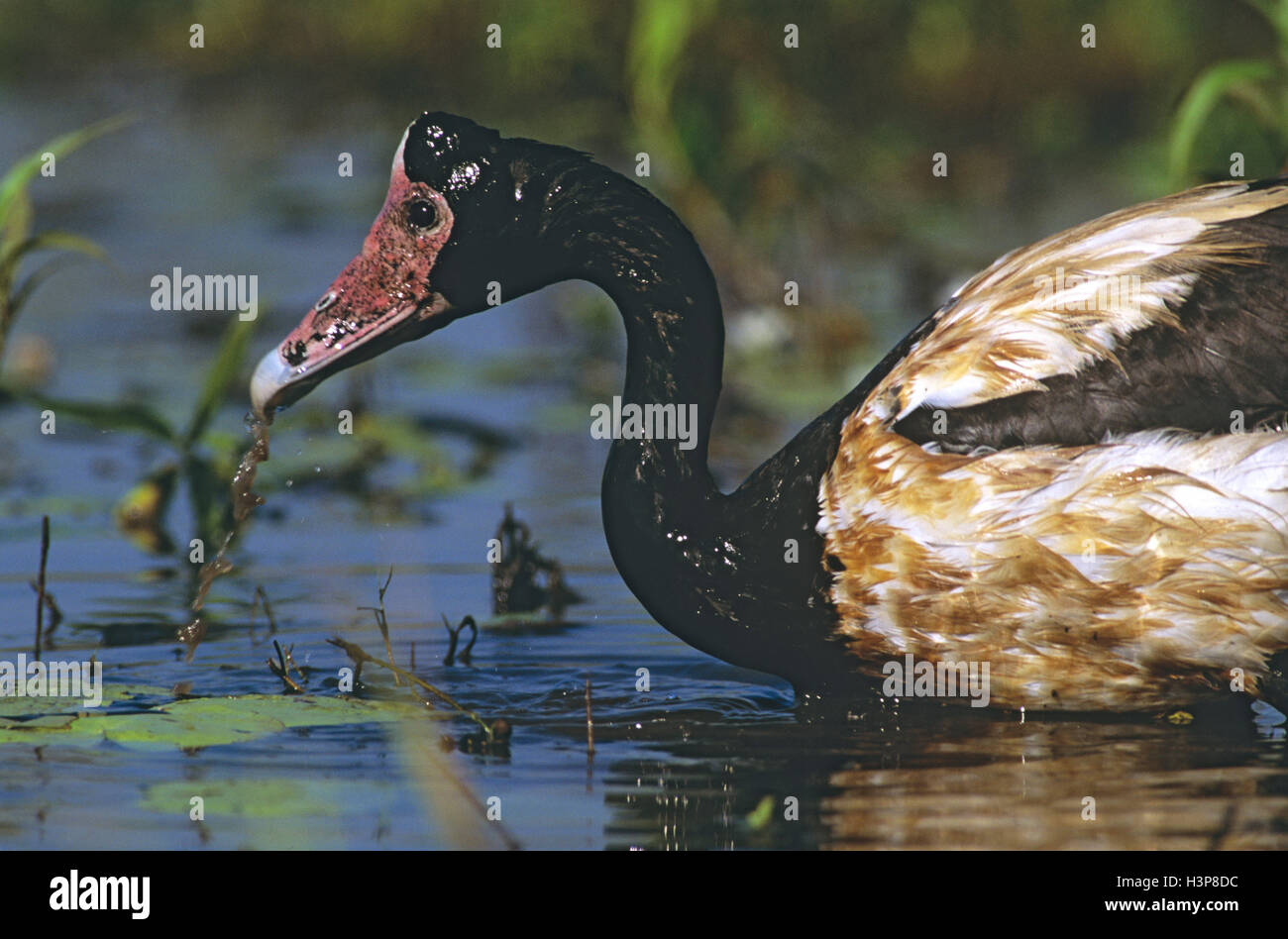 Gazza oca (anseranas semipalmata) Foto Stock