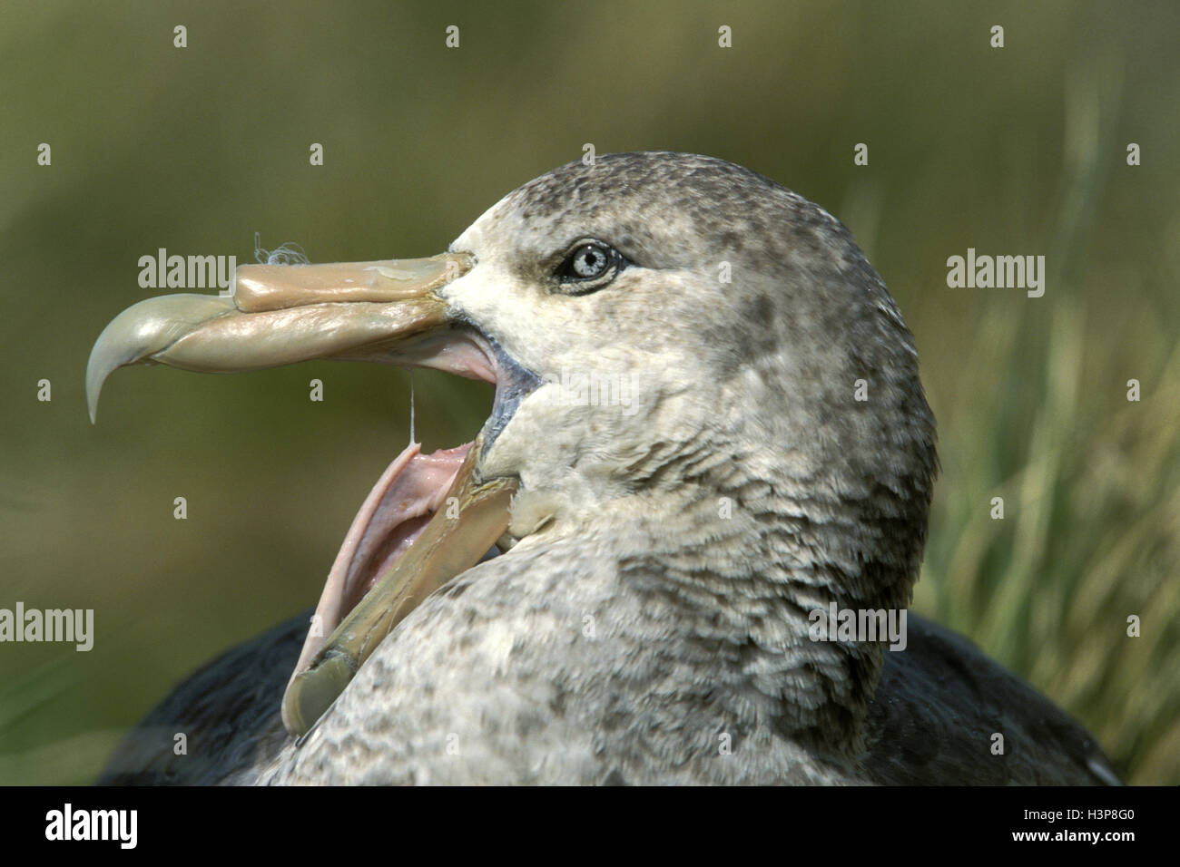 Il gigante del sud-petrel (macronectes giganteus) Foto Stock