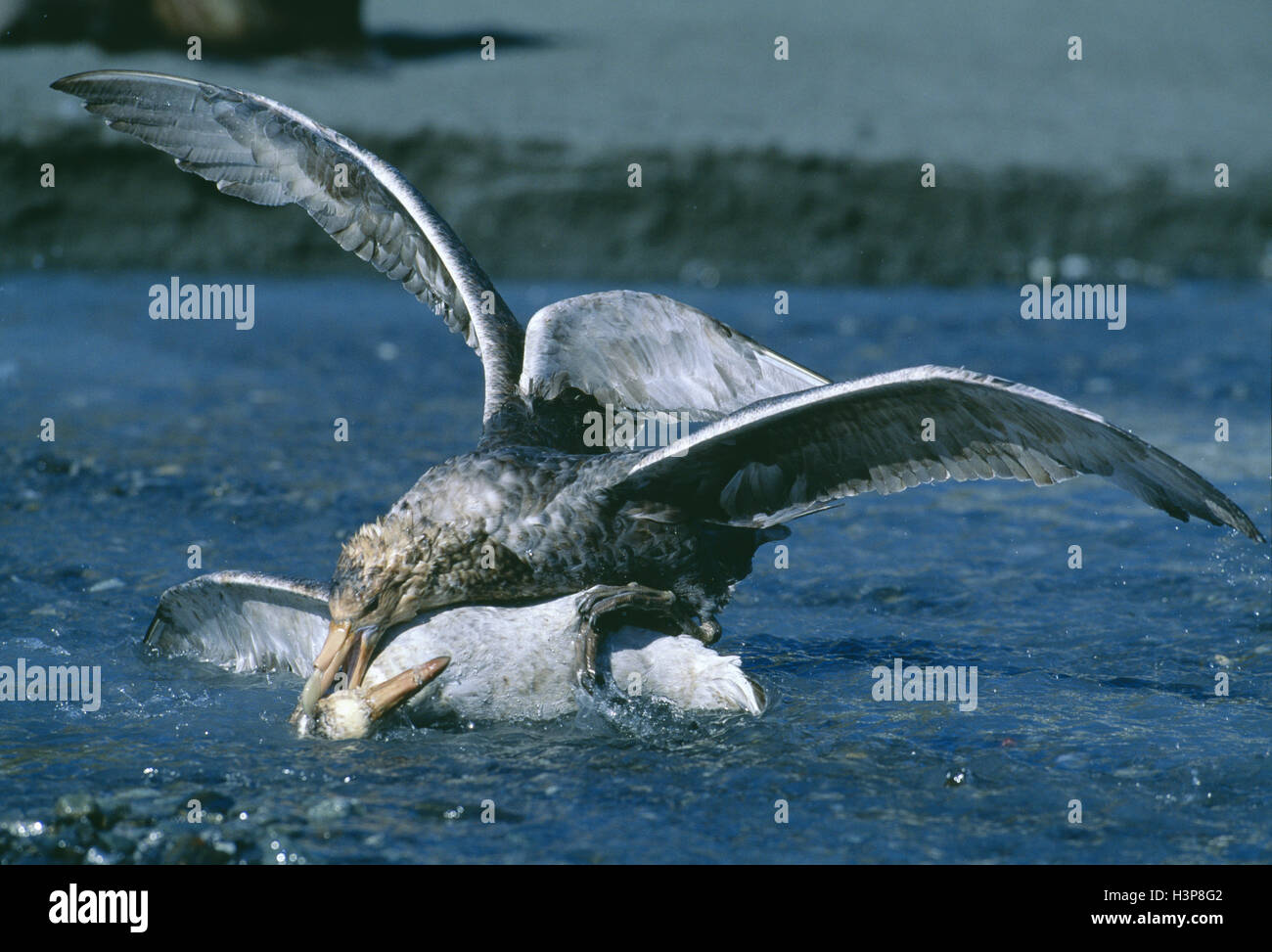 Il gigante del sud-petrel (macronectes giganteus) Foto Stock