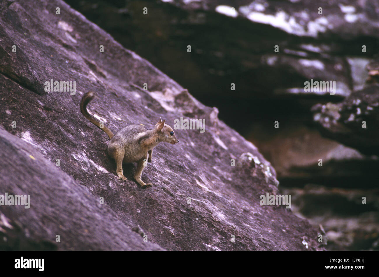 Corto-eared rock-wallaby (petrogale brachyotis) Foto Stock