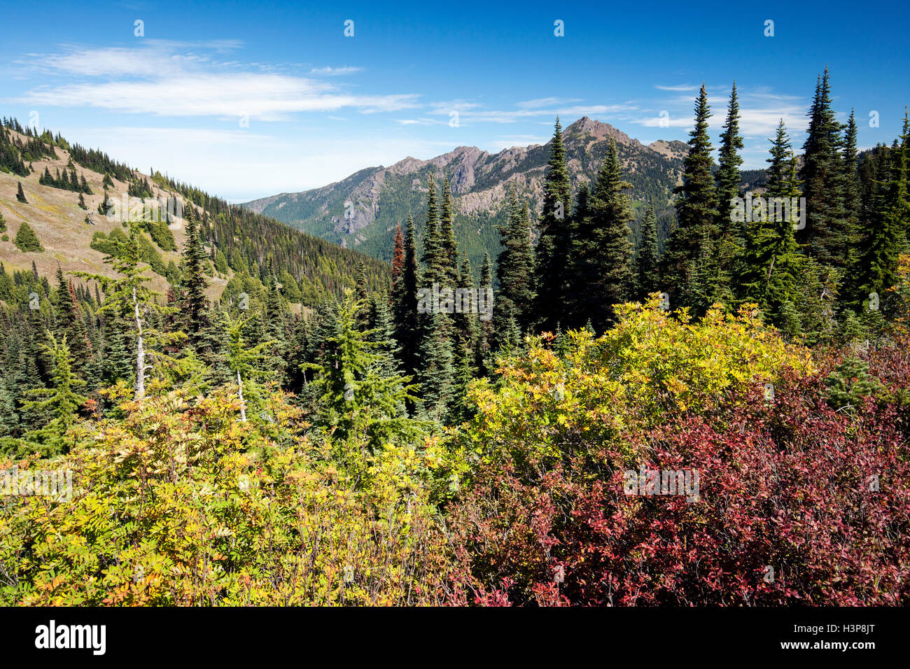 I colori dell'autunno su Hurricane Ridge Trail - Parco nazionale di Olympic, Washington Foto Stock