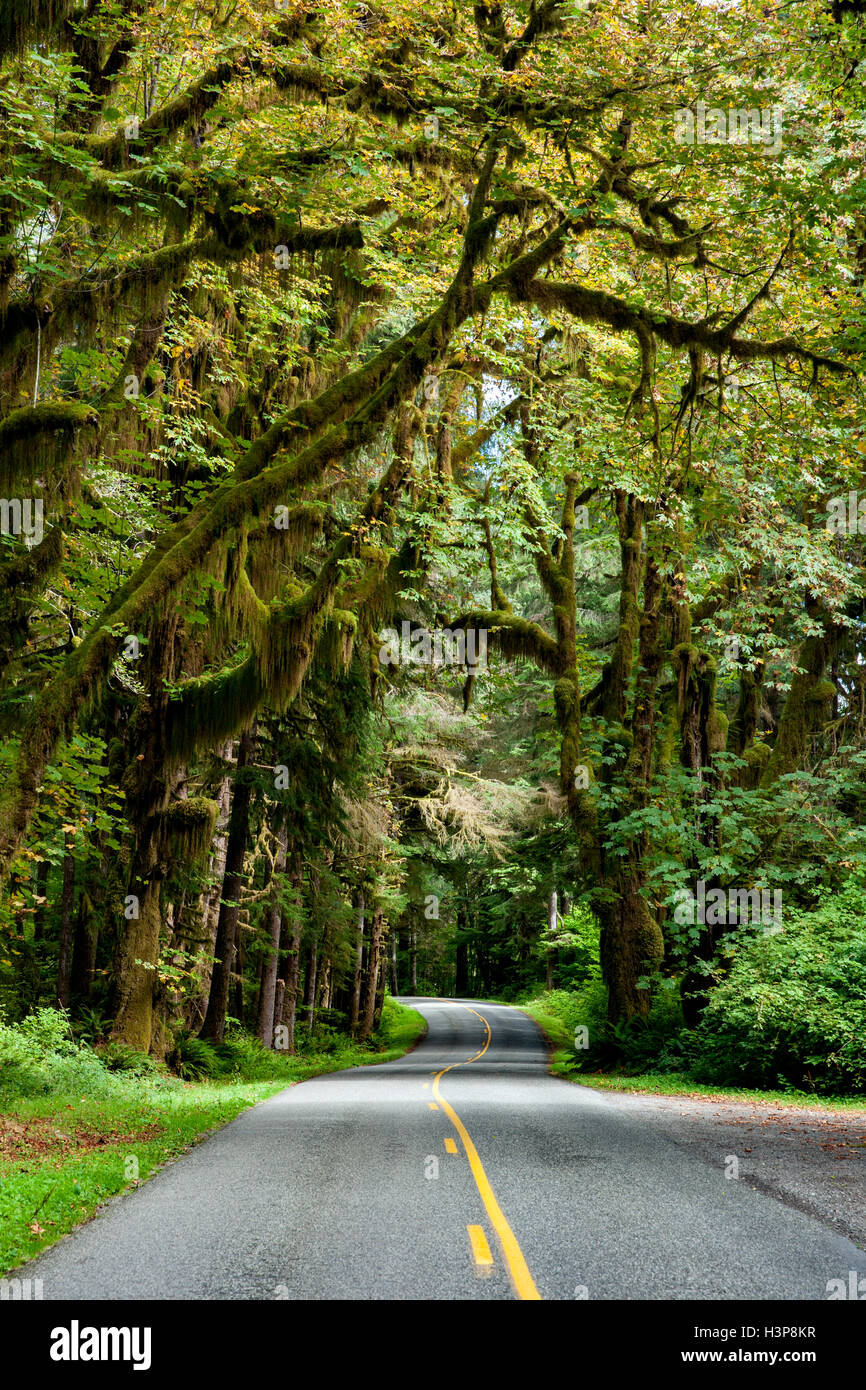 Strada di Hoh Rainforest - Parco nazionale di Olympic, vicino a forche, Washington, Stati Uniti d'America Foto Stock