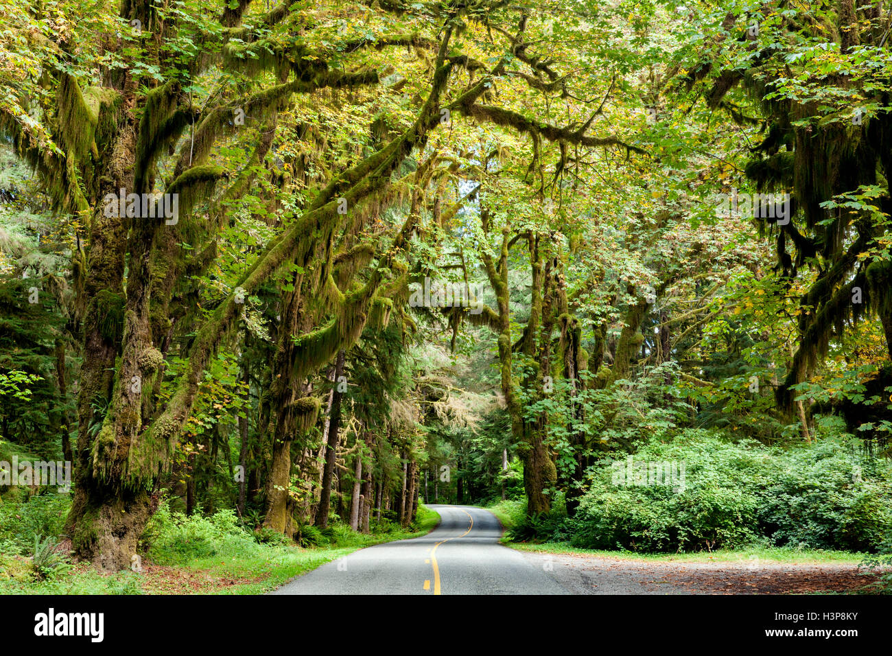 Strada di Hoh Rainforest - Parco nazionale di Olympic, vicino a forche, Washington, Stati Uniti d'America Foto Stock