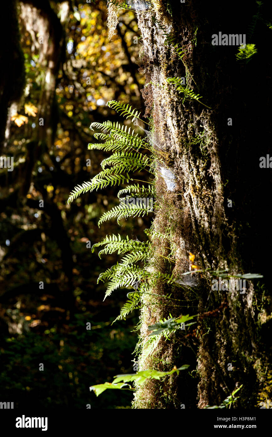 Le felci in Hoh Rainforest - Parco nazionale di Olympic, vicino a forche, Washington, Stati Uniti d'America Foto Stock