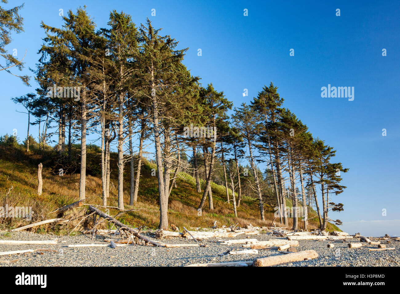 Alberi al Ruby Beach - Parco nazionale di Olympic, vicino a forche, Washington, Stati Uniti d'America Foto Stock