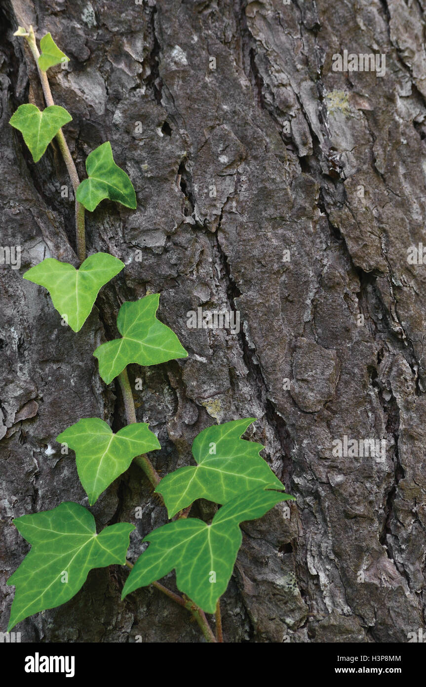 Arrampicata baltico comune stelo di edera, Hedera helix L. var. baltica, nuovo e fresco giovane sempreverde foglie di superriduttore, grande verticale dettagliata Foto Stock