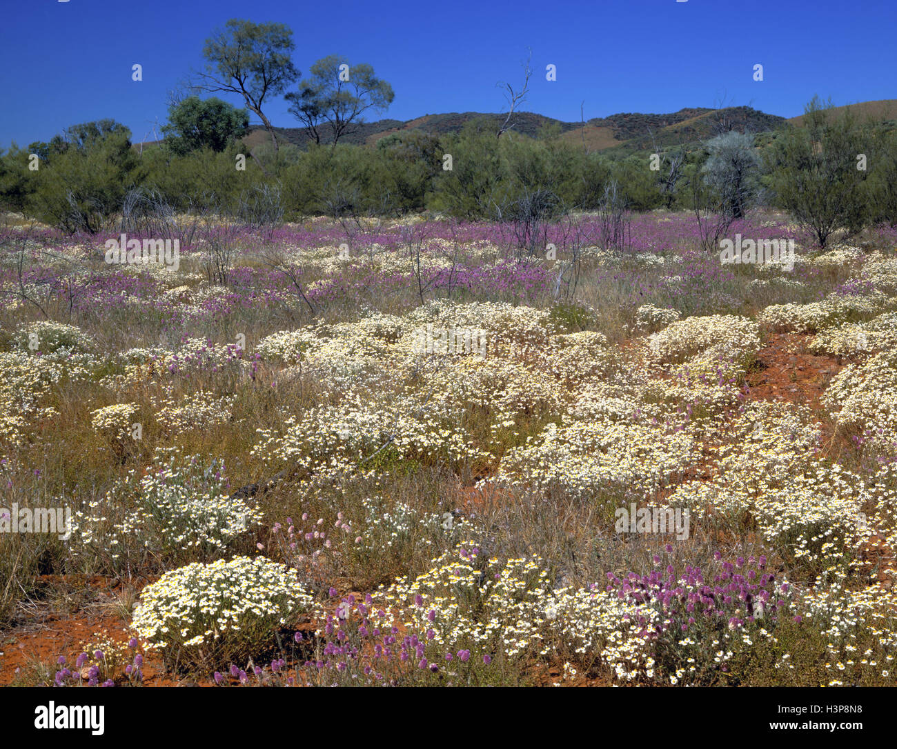 Deserto in fiore in agosto dopo piogge inusuali in febbraio e aprile: Foto Stock