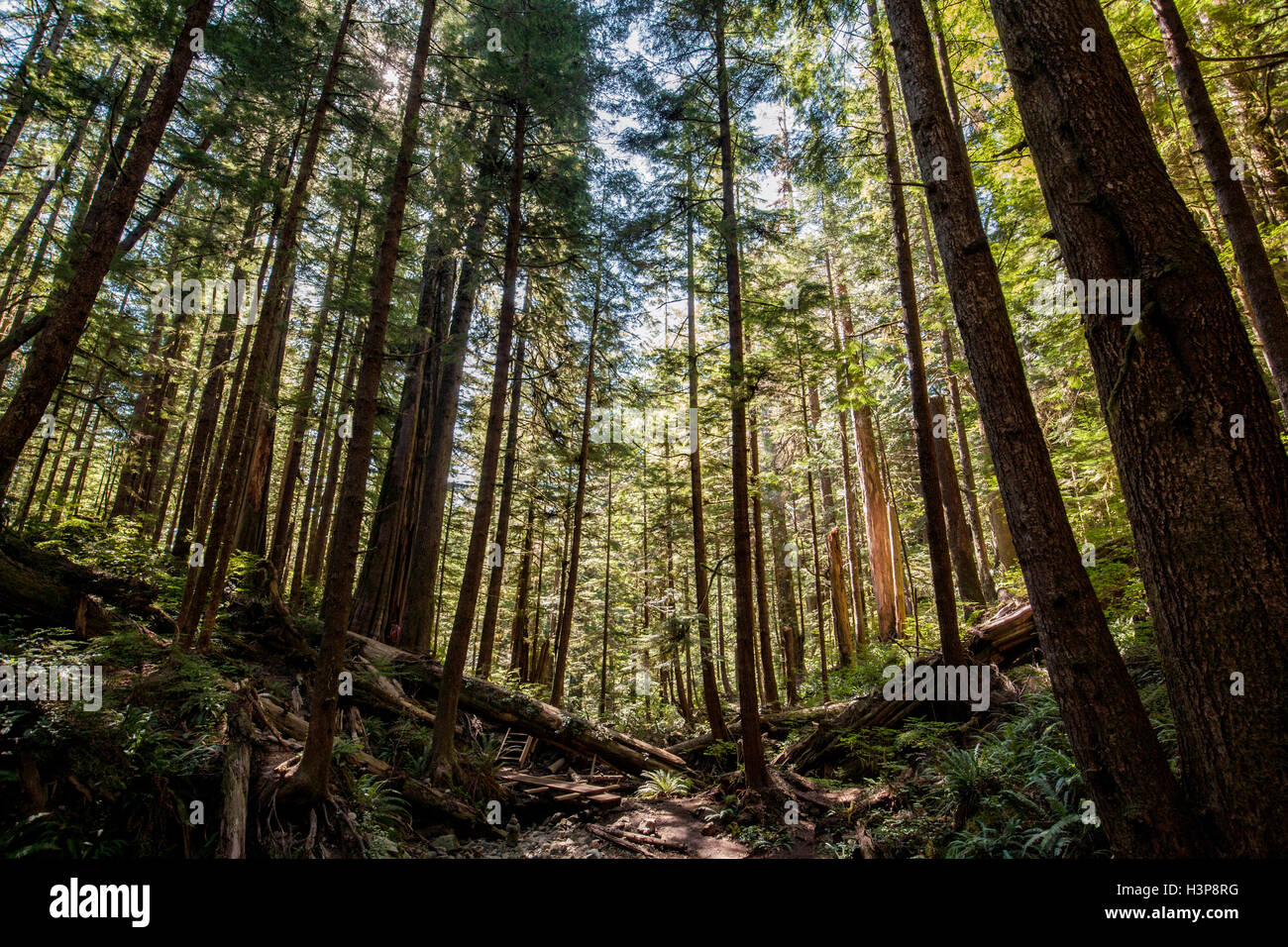 Avatar Grove - Port Renfrew, Isola di Vancouver, British Columbia, Canada Foto Stock