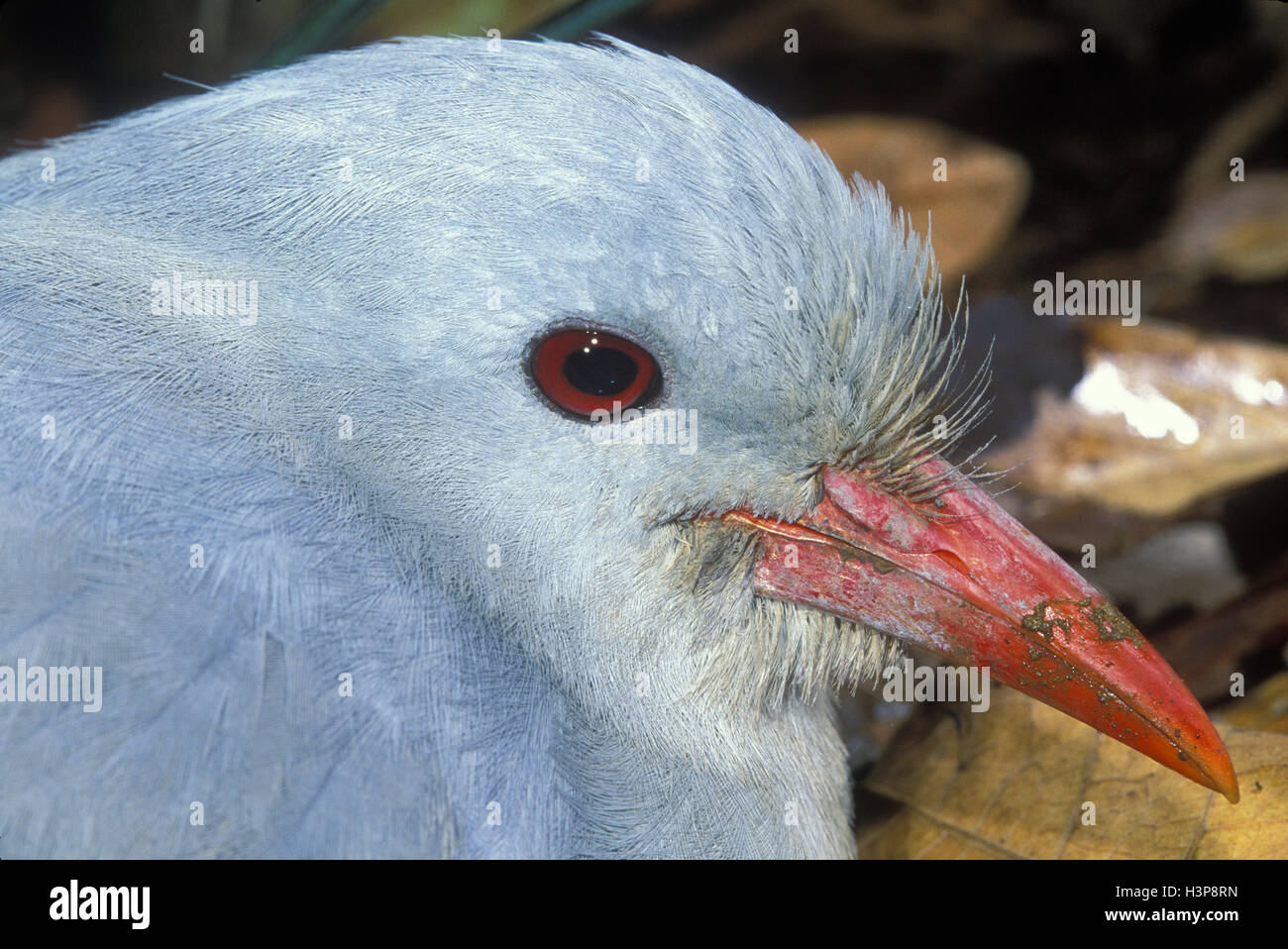 Kagu (Rhynochetos jubatus) Foto Stock