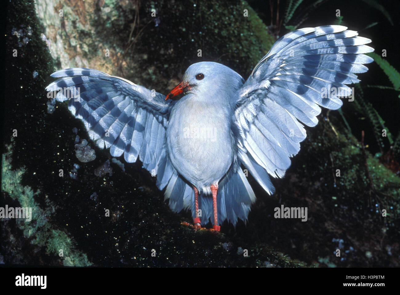 Kagu (Rhynochetos jubatus) Foto Stock