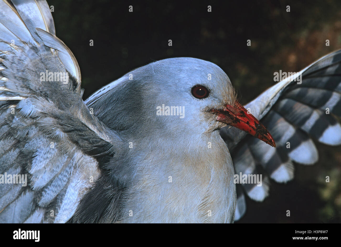 Kagu (Rhynochetos jubatus) Foto Stock