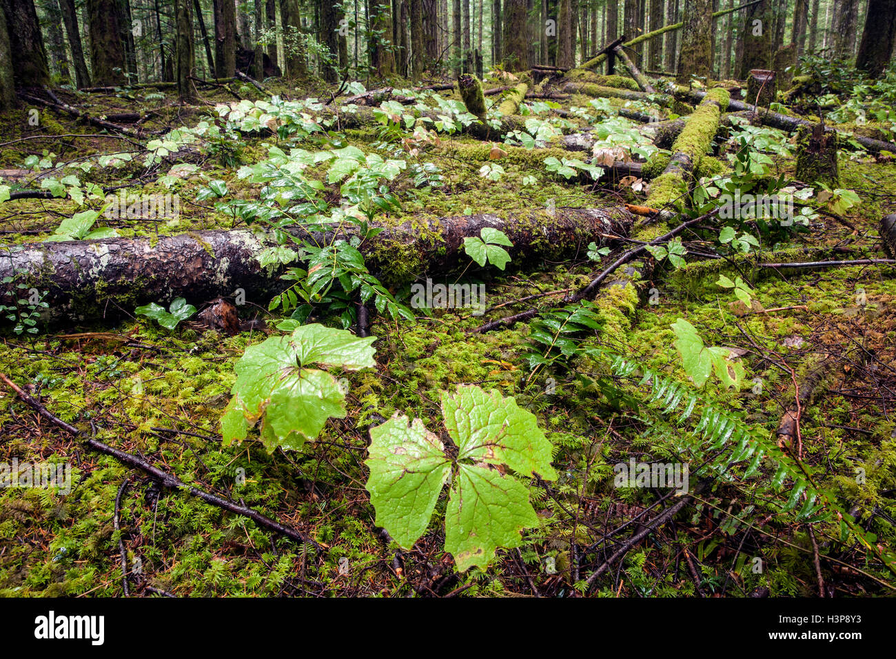 Western Trillium sul suolo della foresta - Elk Falls Provincial Park - Campbell River, Isola di Vancouver, British Columbia, Canada Foto Stock