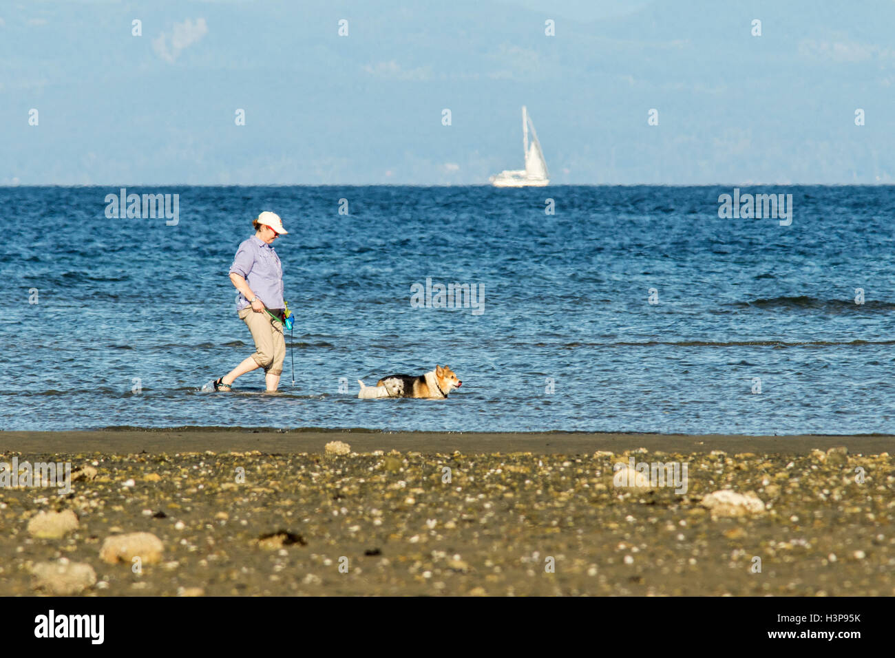 Donna cani a piedi in acqua a Rathtrevor Beach Parco Provinciale - Parksville, Isola di Vancouver, British Columbia, Canada Foto Stock