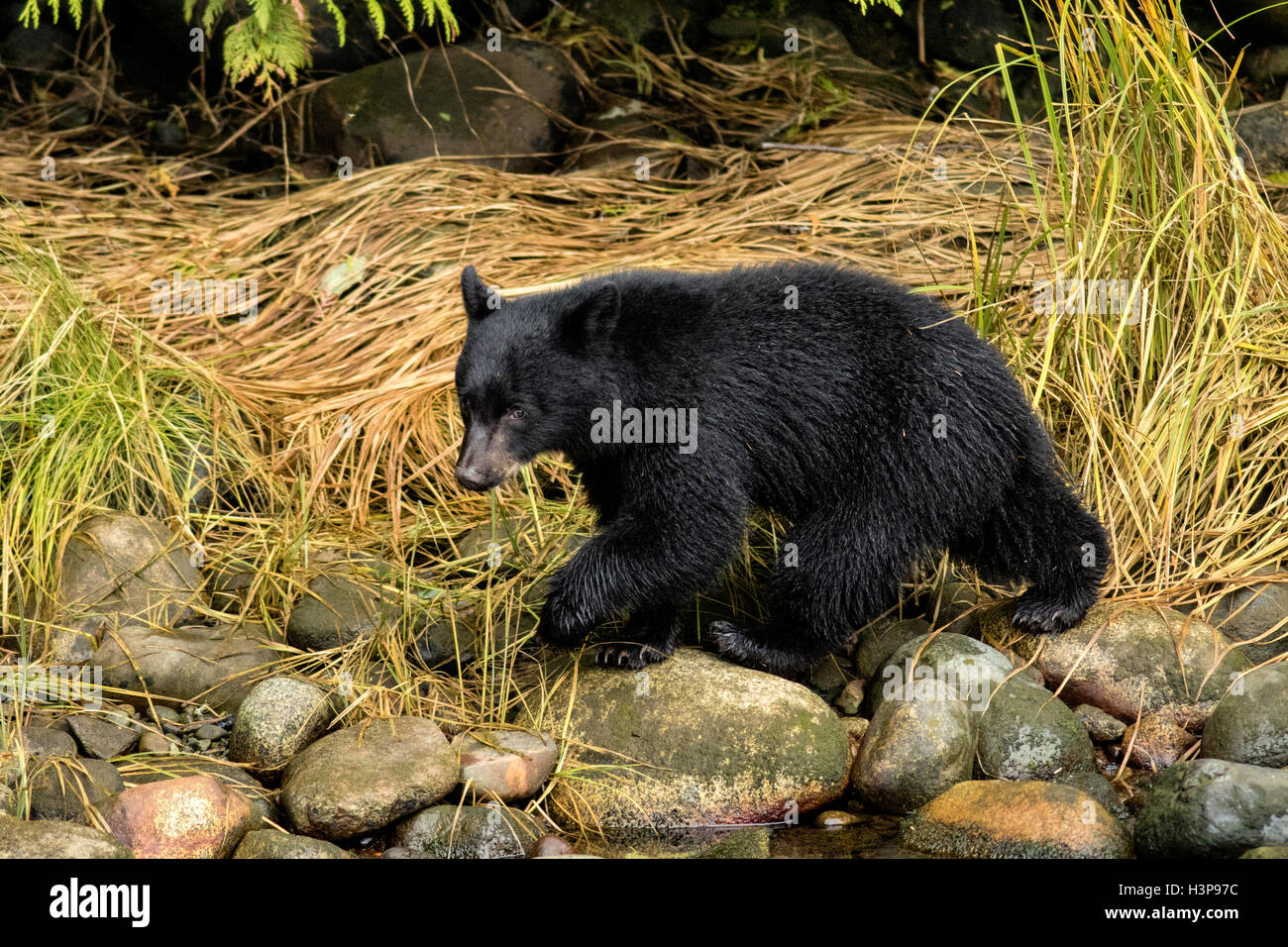 American black bear (Ursus americanus) - Thornton Creek incubatoio, Ucluelet, Isola di Vancouver, British Columbia, Canada Foto Stock