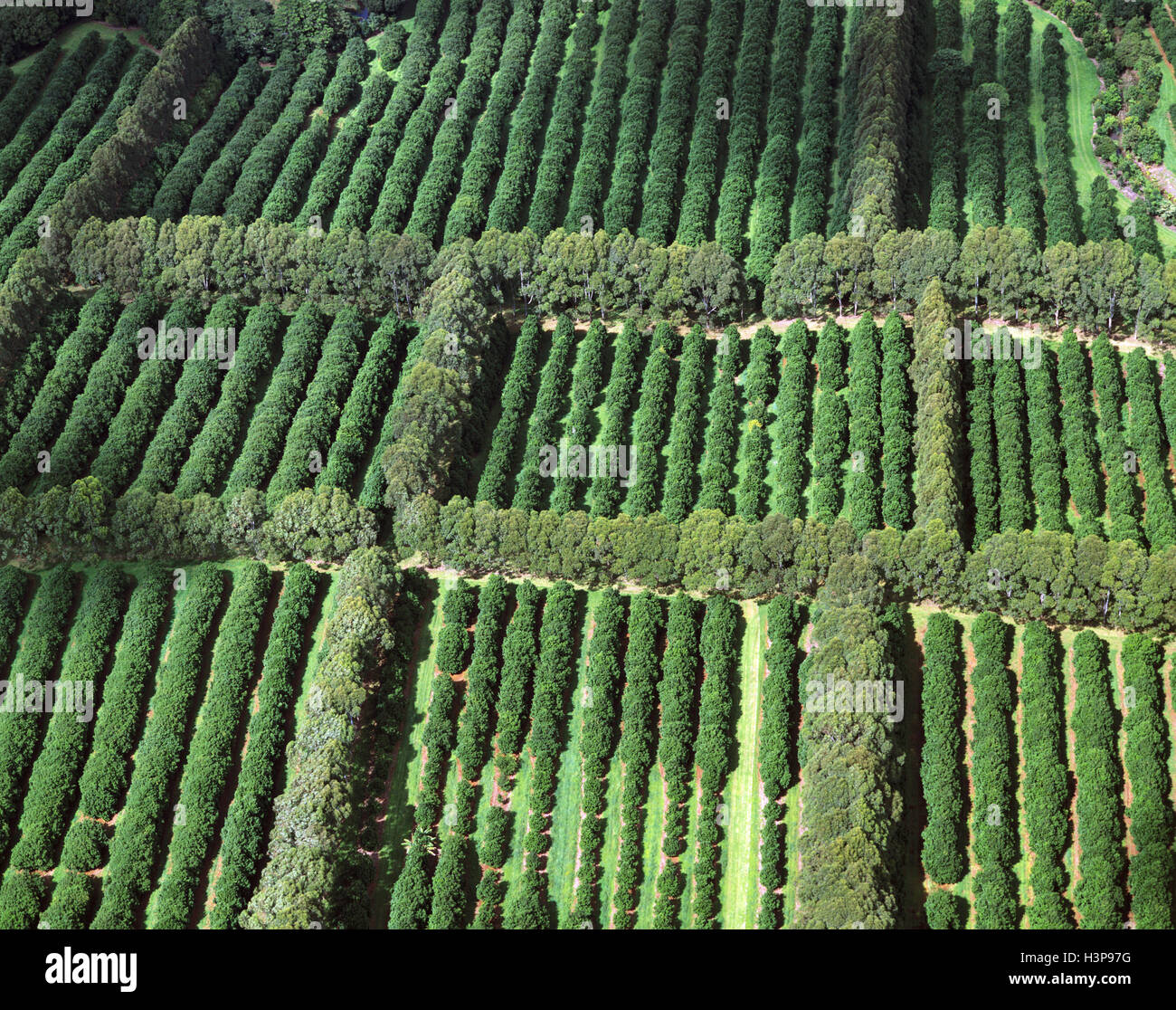 (Macadamia macadamia tetraphylla) Foto Stock