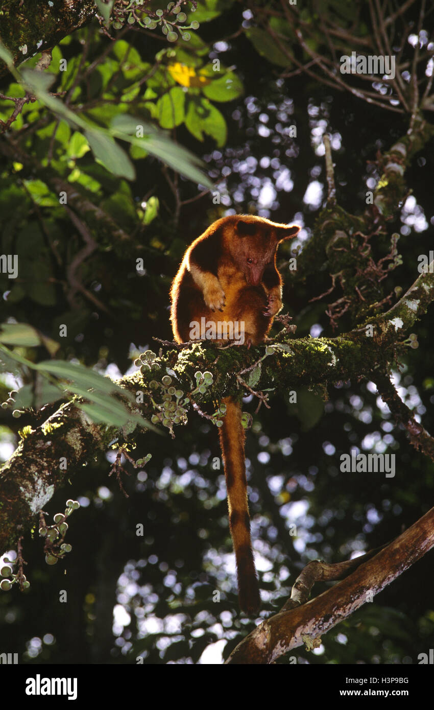 Albero di Goodfellow Canguro-(dendrolagus goodfellowi) Foto Stock