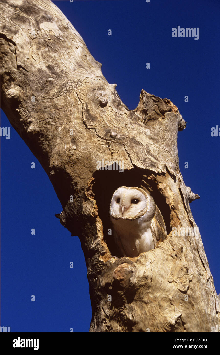 Il barbagianni (Tyto alba) Foto Stock