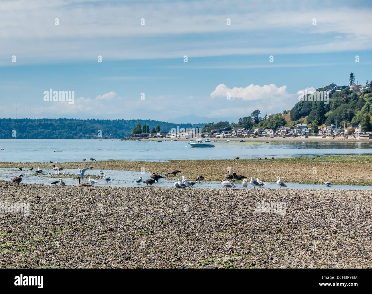 Gli uccelli sedersi vicino a un ruscello che scorre nel Puget Sound. Tre punti ad albero in Burien, Washington è in distanza. Foto Stock