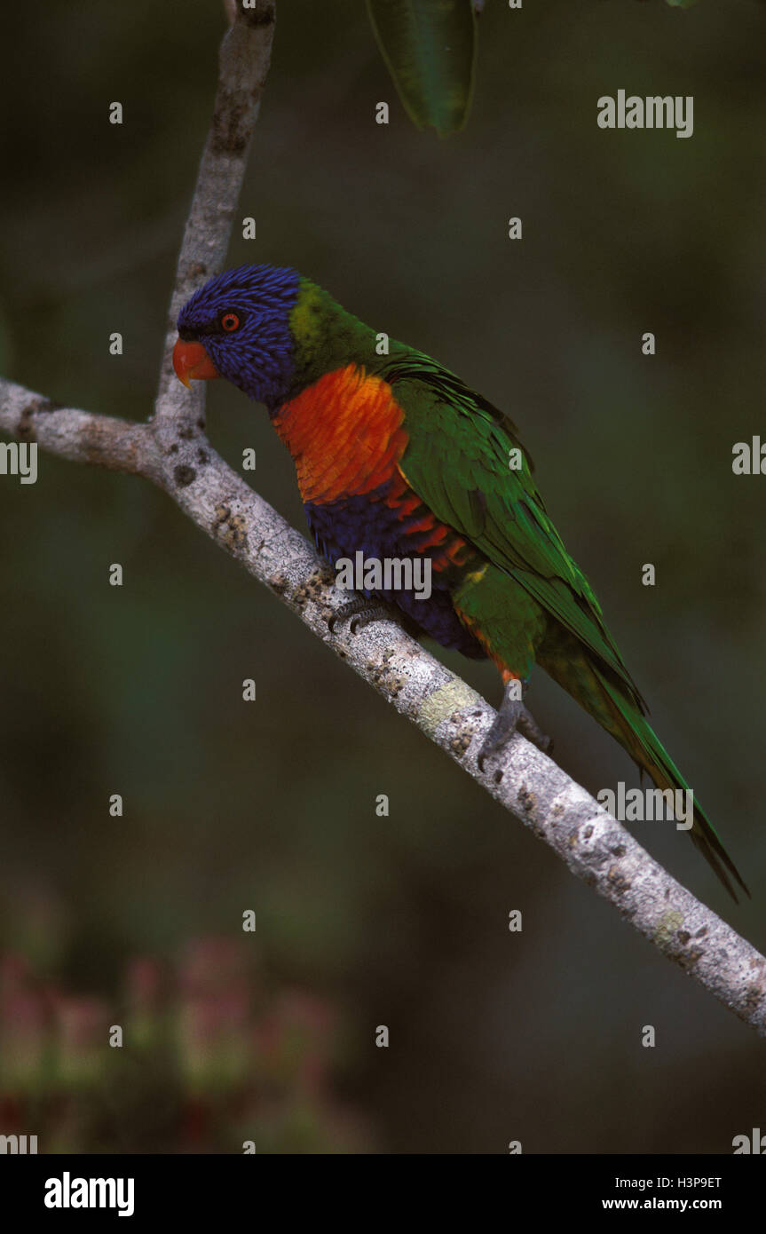 Rainbow lorikeet (Trichoglossus moluccanus) Foto Stock