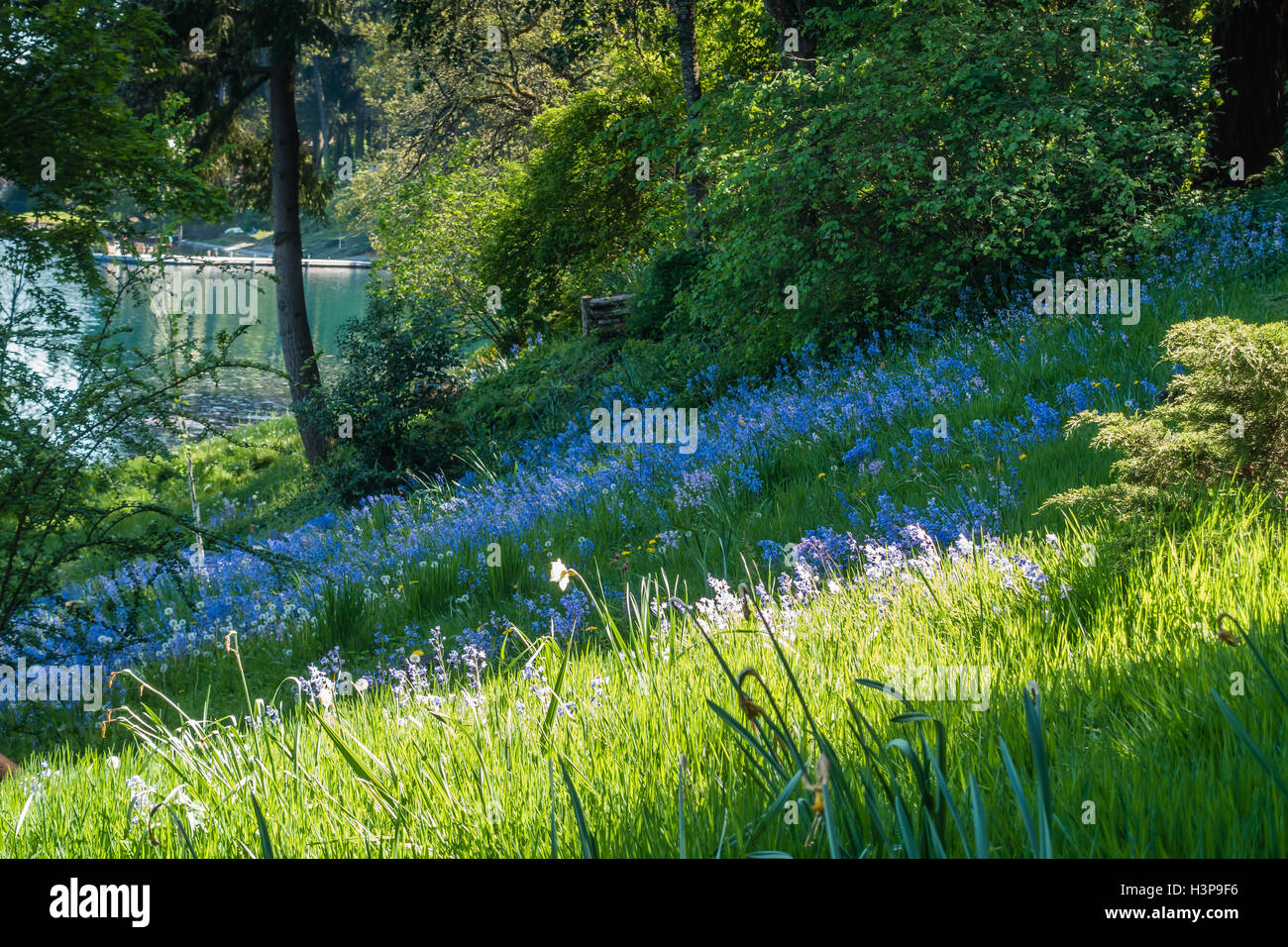Blu fiore fiori di campo su un dolce pendio a nord-ovest del Pacifico. Foto Stock