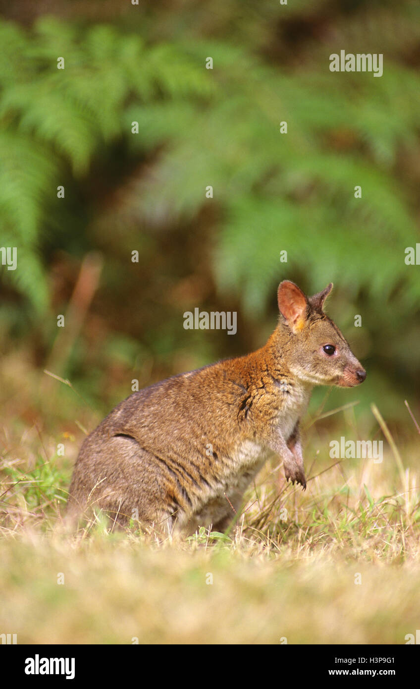 Rosso-un wallaby dal collo (Macropus rufogriseus banksianus) Foto Stock
