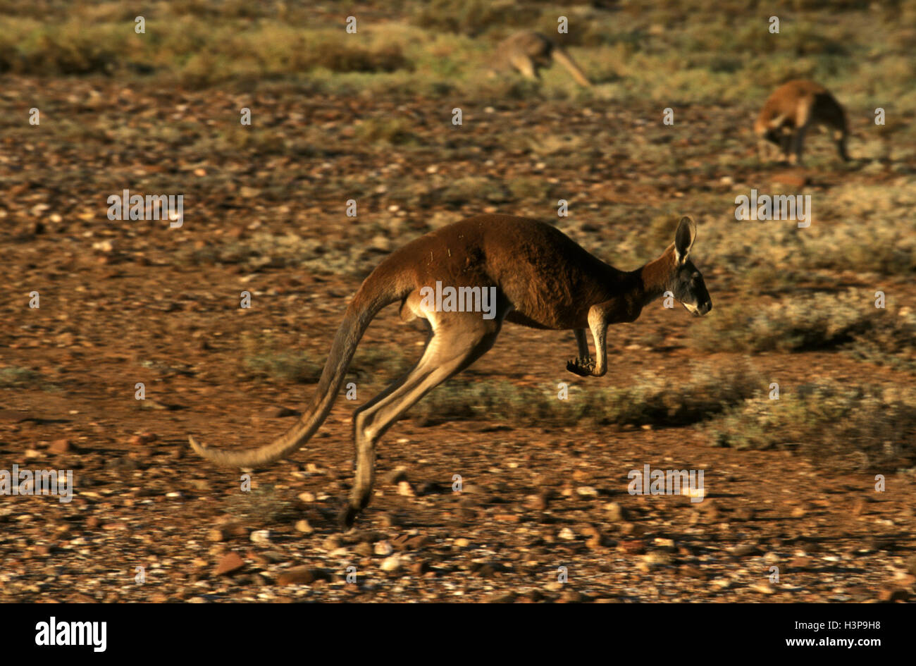 Canguro rosso (Macropus rufus) Foto Stock