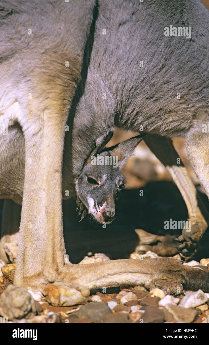 Canguro rosso (Macropus rufus) Foto Stock
