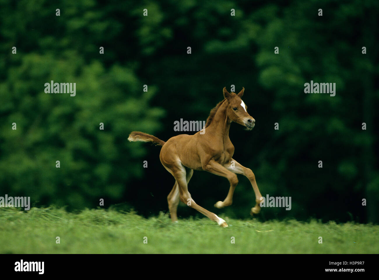 Cavallo (Equus caballus) Foto Stock
