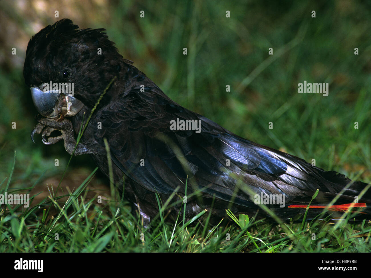 Red-tailed black-cacatua (Calyptorhynchus banksii) Foto Stock