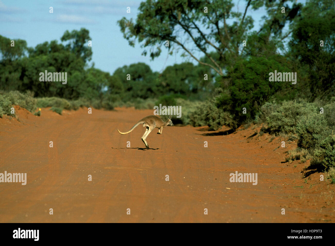 Canguro rosso (Macropus rufus) Foto Stock