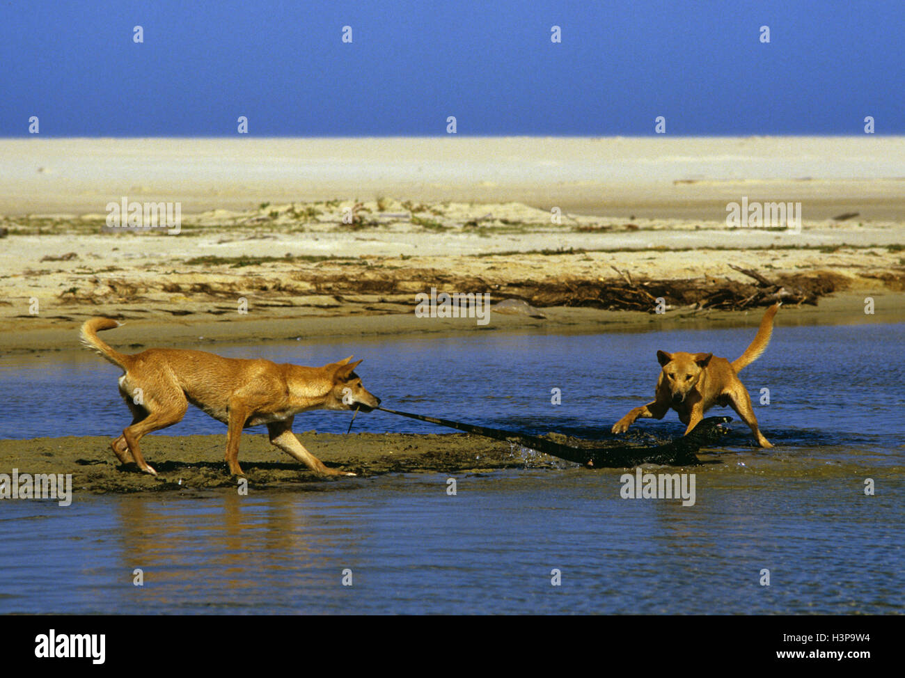 Dingo (canis dingo) Foto Stock