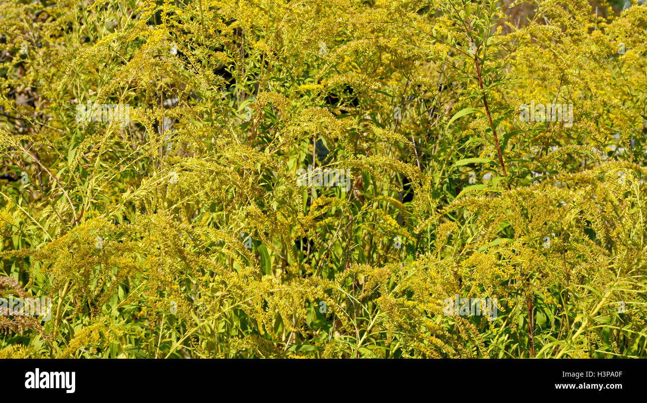 Densamente fioritura giallo decorativo infestante con molte lunghe infiorescenze come sfondo naturale. Foto Stock
