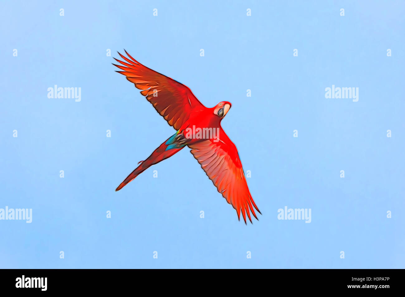 Rosso-verde Macaw (Ara chloropterus) in volo, Buraco das Araras, Mato Grosso do Sul, Brasile Foto Stock