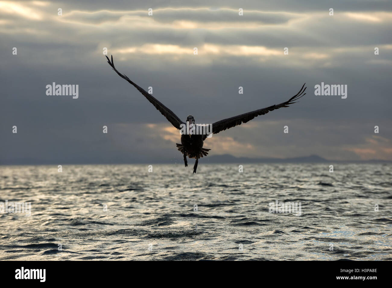 Galapagos Pellicano marrone (Pelecanus occidentalis urinator) in volo al tramonto, Nero Turtle Bay, Isola di Santa Cruz, Galapagos Foto Stock