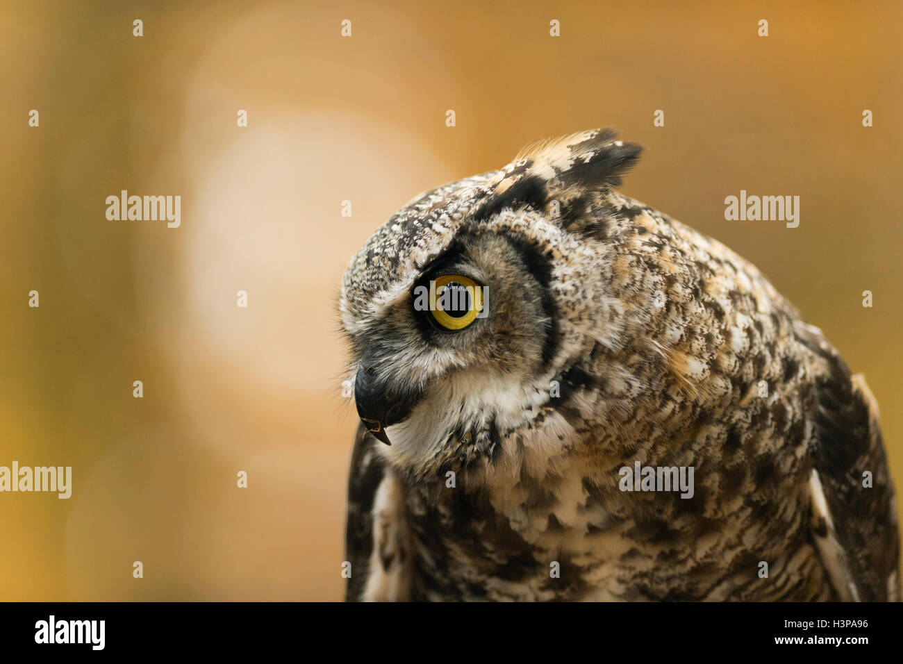 Grande Gufo cornuto / Tiger Owl / Virginia-Uhu ( Bubo virginianus ), colpo alla testa, vista laterale, bello sfondo e colori. Foto Stock