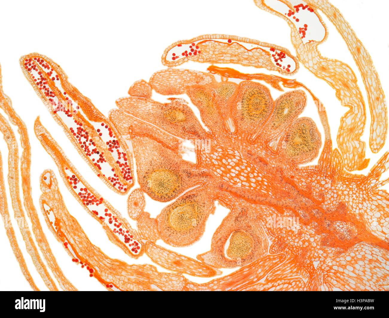 Germoglio di fiore. Microscopio a luce di immagine (LM) di una sezione di un germoglio di fiore. Il piccolo rosso dei grani di polline sono visibili nelle antere, la parte maschio del fiore. L'ovaio e ovuli ( metà centro) sono a carico del pistillo e costituiscono la parte femmina del fiore. Intorno all'esterno di questi sono petali e sepali. Ingrandimento: x30 quando stampata a 10 cm di larghezza. Foto Stock